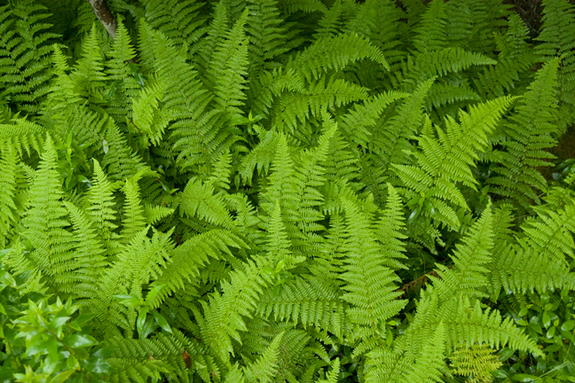 Ferns, Maine