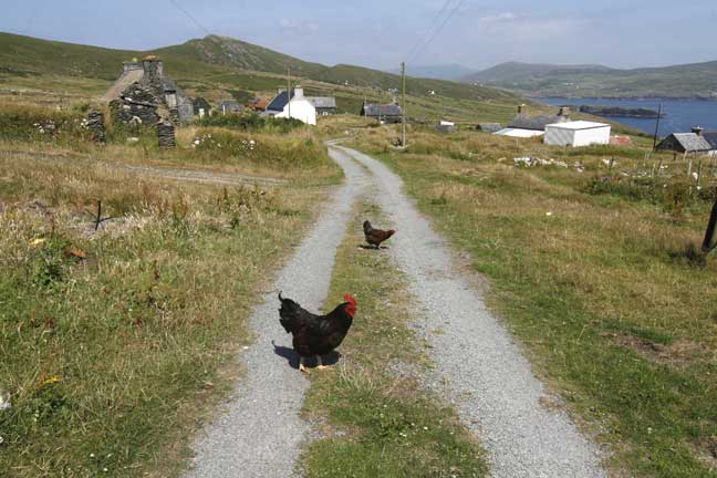 Chickens crossing road, Dursey Island, Ireland
