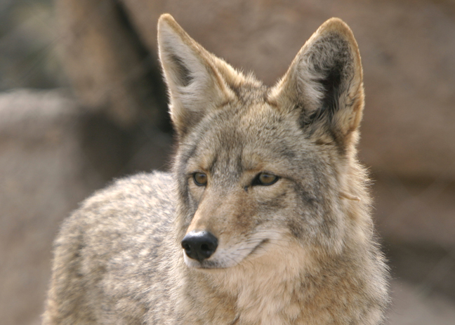 external image Coyote-cropped.jpg