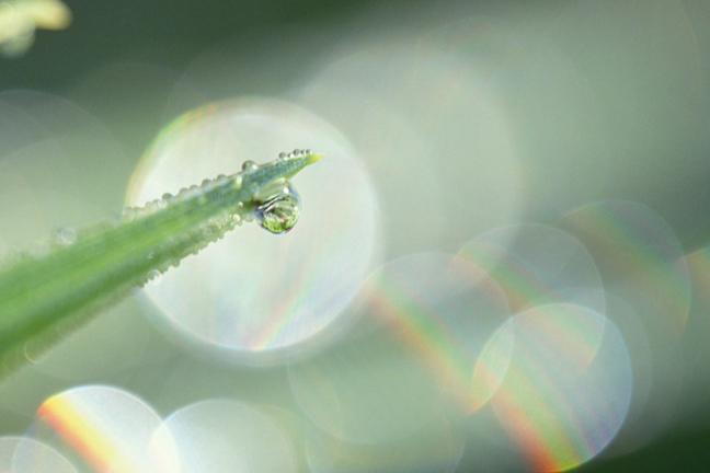 Water drop on Grass, Huntington, New York