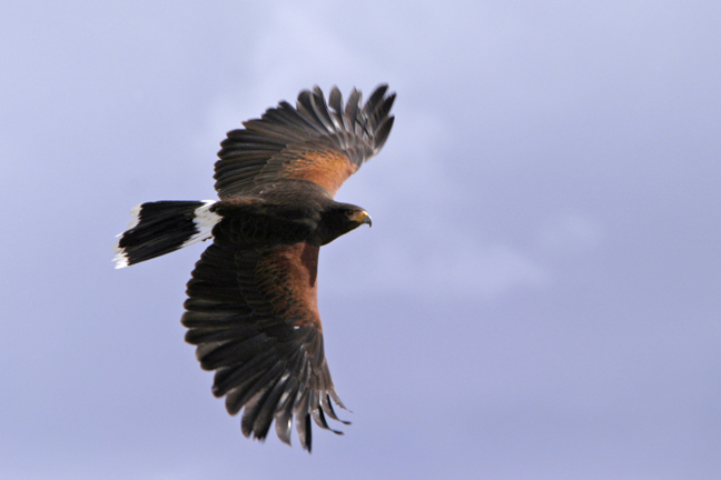 Harris Hawk, Sonoran Desert, Arizona
