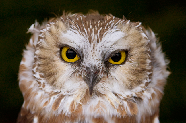 Saw Whet Owl Long Island