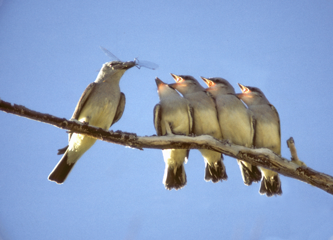 Western Kingbirds, Ruby Valley, Nevada