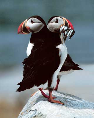 Atlantic Puffins, Machias Seal Island, New Brunswick, Canada