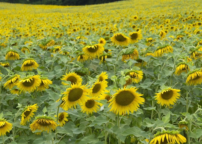 sunflowers