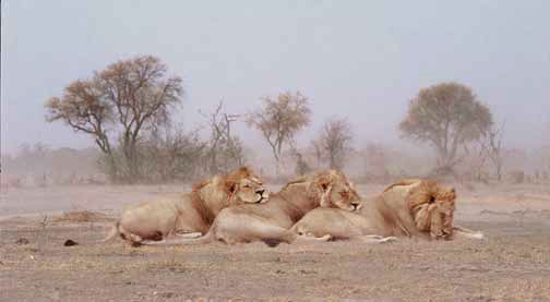 Three sleeping brothers in the dry season, Okavango Delta, Botswana