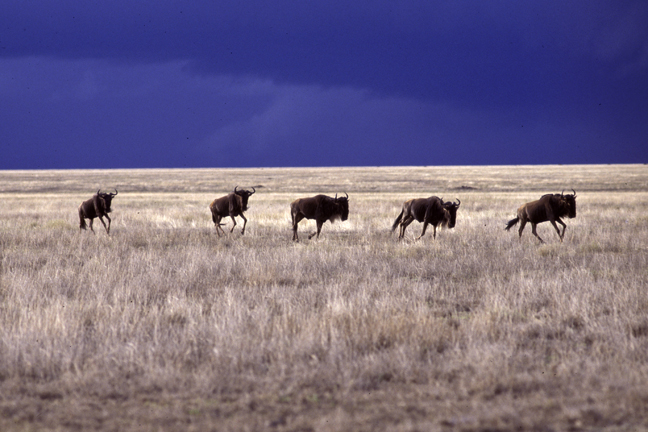 Wildebeest migration, Serengeti Plains, Tanzania