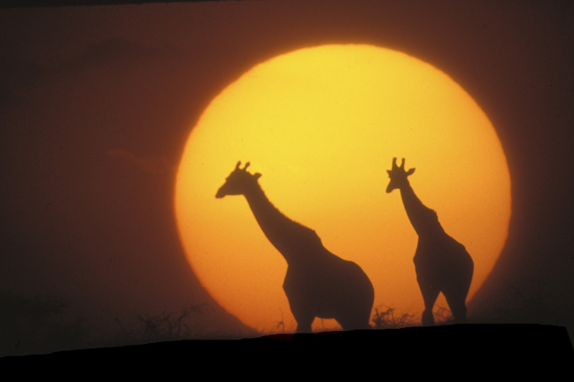 Giraffes at sunset, Masai Mara Game Reserve