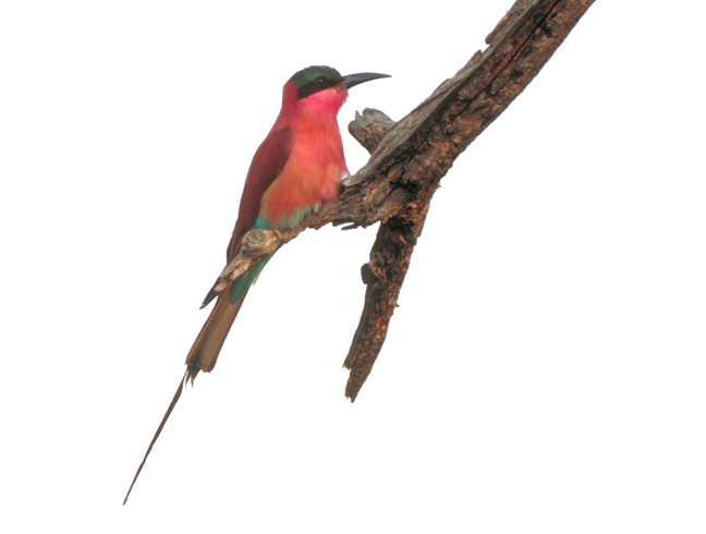 Carmine Bee Eater, Chobe, Botswana