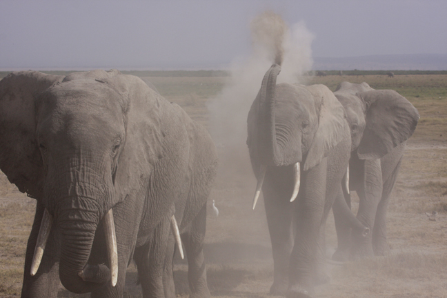 Elephant Dust