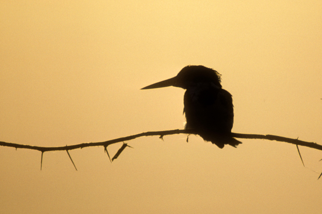 Gray-headed Kingfisher, Serengeti Plains, Tanzania