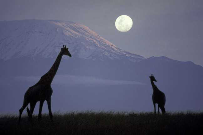 Kilimanjaro moonrise, Amboseli Park, Kenya