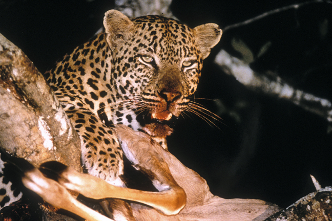 Leopard feasting on Kudu, Sabi Sabi Game Reserve, South Africa