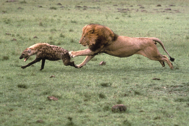 Lion chasing Hyena, Masai Mara, Kenya