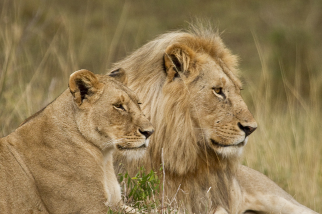 Courting lion couple at rest, Masai Mara, Kenya