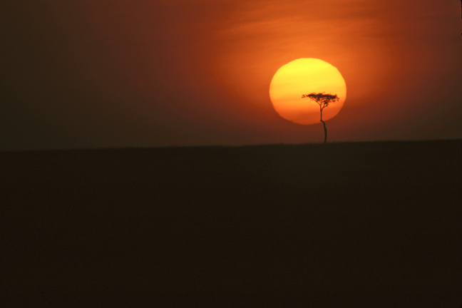 Masai Mara sunset and Acacia tree, Kenya