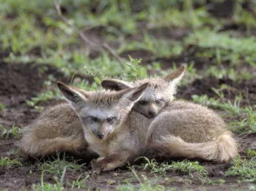 Bat eared foxes, Masai Mara, Kenya