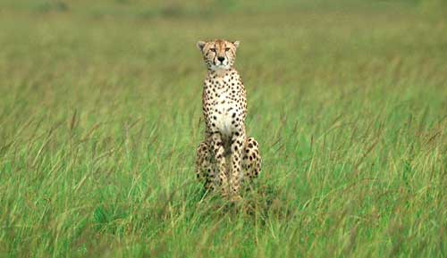 Hunting cheetah, Masai Mara, Kenya
