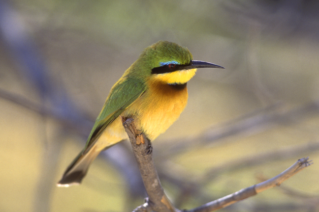 Little Bee Eater, Okavango Delta, Botswana