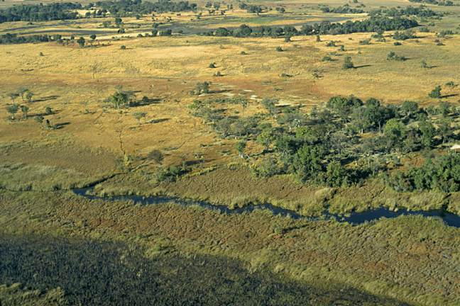 Okavango Delta Swamp, Botswana 