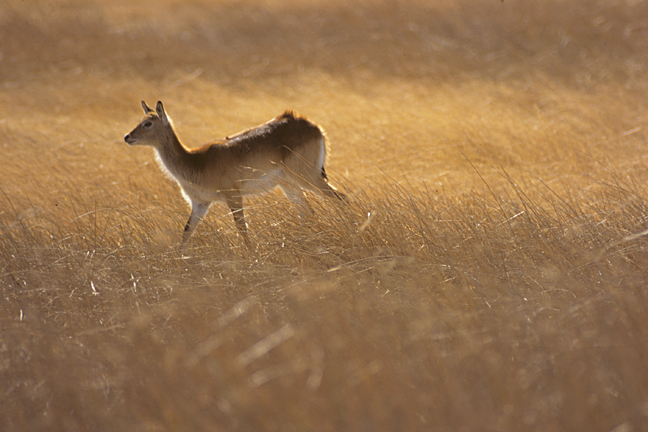 Red Lechwe female, Okavango Delta, Botswana