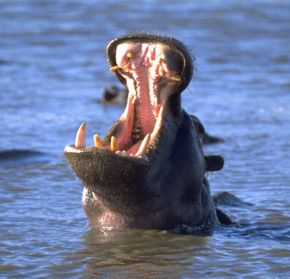 Yawning hippo, Chobe River, Botswana