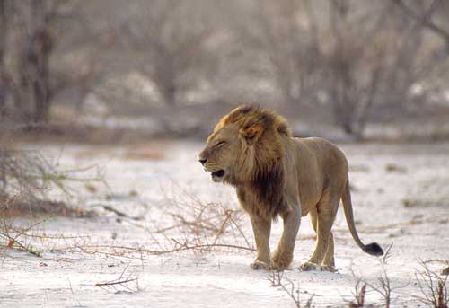 Lion in sand storm, Okavango Delta, Botswana