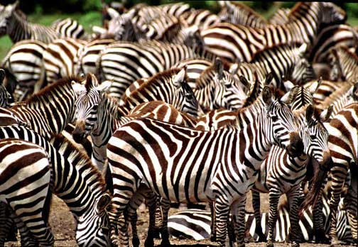 Zebra "Dazzle"  Masai Mara, Kenya