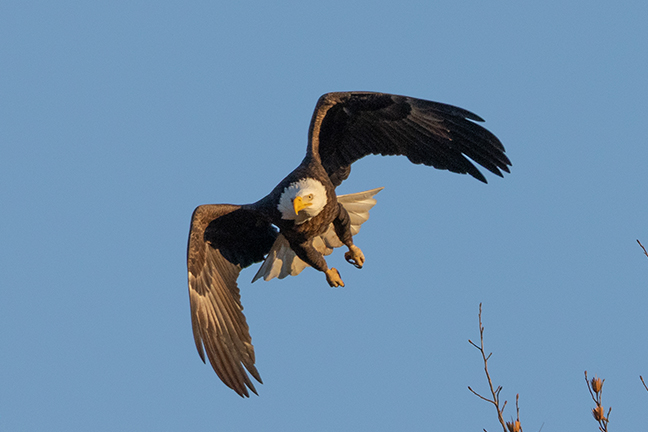Bald Eagle Flight, Long Island New York