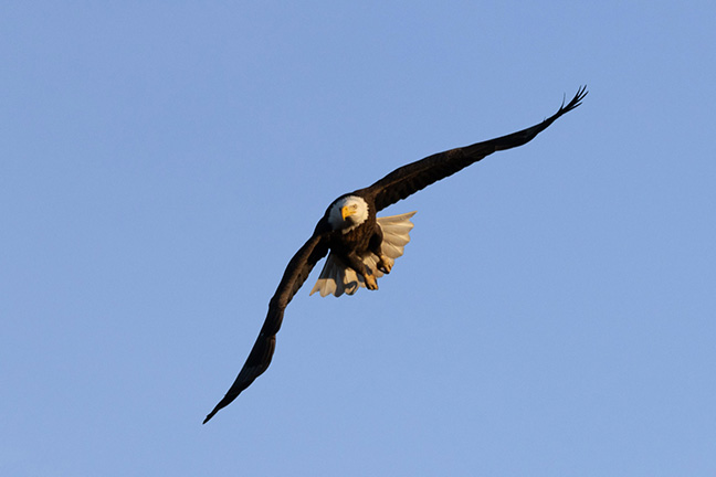 Centerport Bald Eagle in Flight