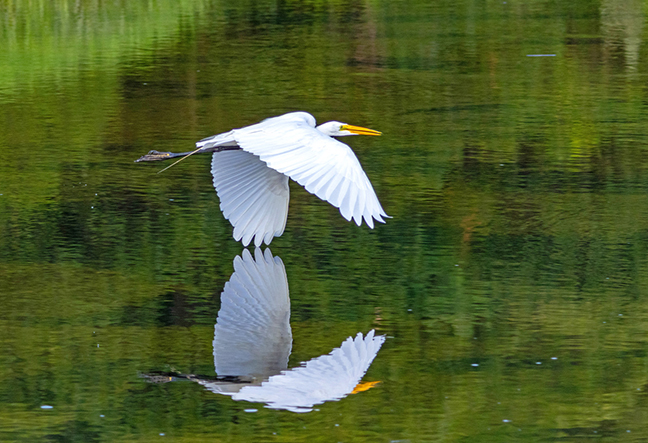 Egret reflected in flight, Sunken Meadow