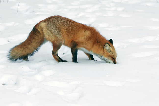 Red Fox foraging in snow, Long Island