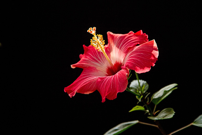 Hibiscus portrait