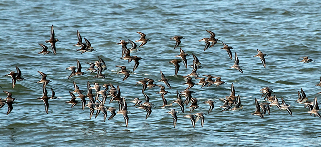 Sanderlings in flight, South Carolina