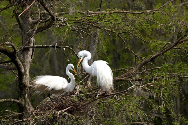 White Egrets nest building, South Carolina