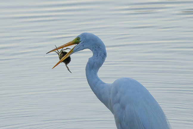 Egret captures crab close up