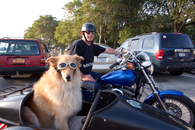 Collie in Motorcycle side car, Northport, NY